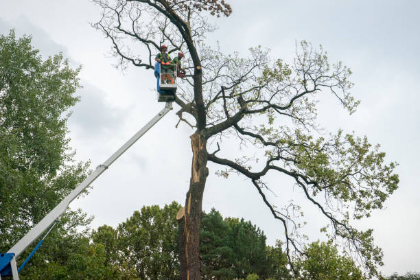 Best Fruit Tree Pruning  in Naugatuck, CT